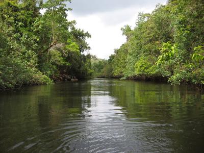 A tributary of the Daintree River.