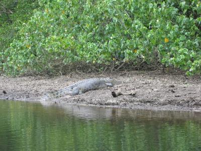Large male Crocodile basking.