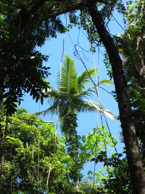 Palm in the Daintree Rainforest.