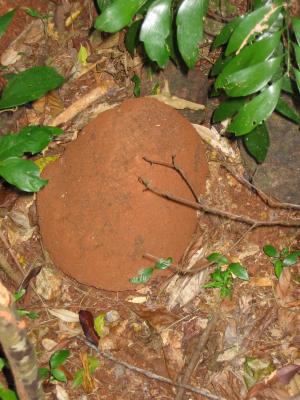 Termite mound.