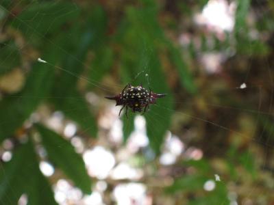 Interesting spider outside our room, Port Douglas.