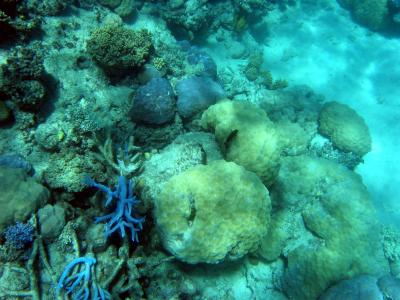 Coral on the Great Barrier Reef.