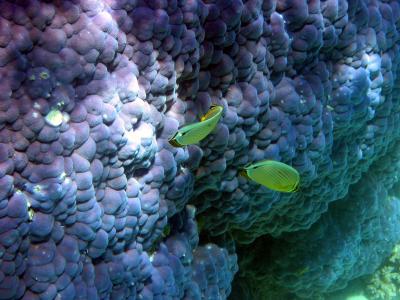 Purple coral and yellow fish.