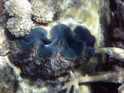 Another giant clam.