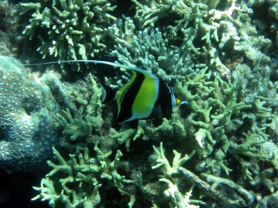 Moorish idol.