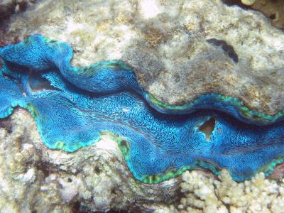 Electric blue giant clam.