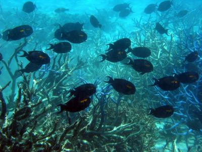 School of fish, Great Barrier Reef.