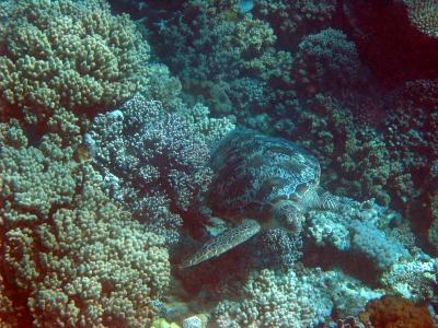 Green turtle on the Great Barrier Reef.