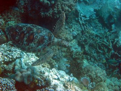 Green turtle on the Great Barrier Reef.