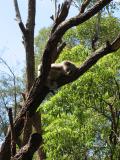 Energetic koala at Taronga Zoo.