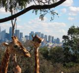 Giraffes view from Taronga Zoo.
