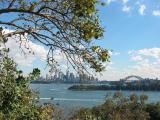 Very Australian picture. Kookaburra in the tree at left, Sydney skyline.