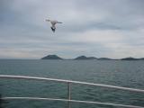 Gull at Port Stephens on dolphin tour.