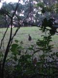 Wallaby on the hotel grounds, Coffs harbour.