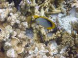 Another butterfly fish.