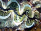 Cool green giant clam.