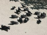 Noddys sunning on Heron Island.