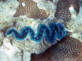 Giant clam.