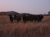 More bulls, just at sunset.