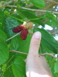 Very large mulberries.