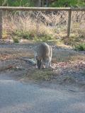 Rock wallaby, Townsville.