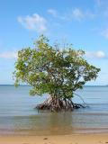 Mangrove tree, South Mission Beach.