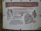 Stinging plants.