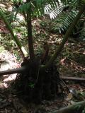 Really large fiddleheads.