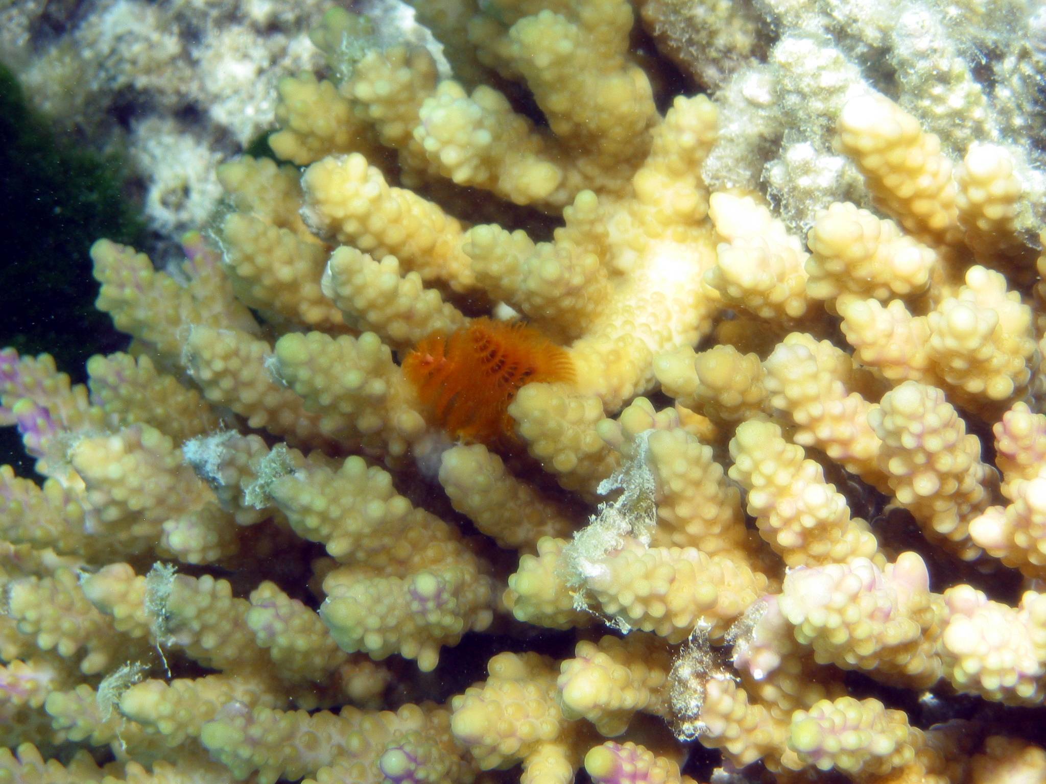 Bristle worm?