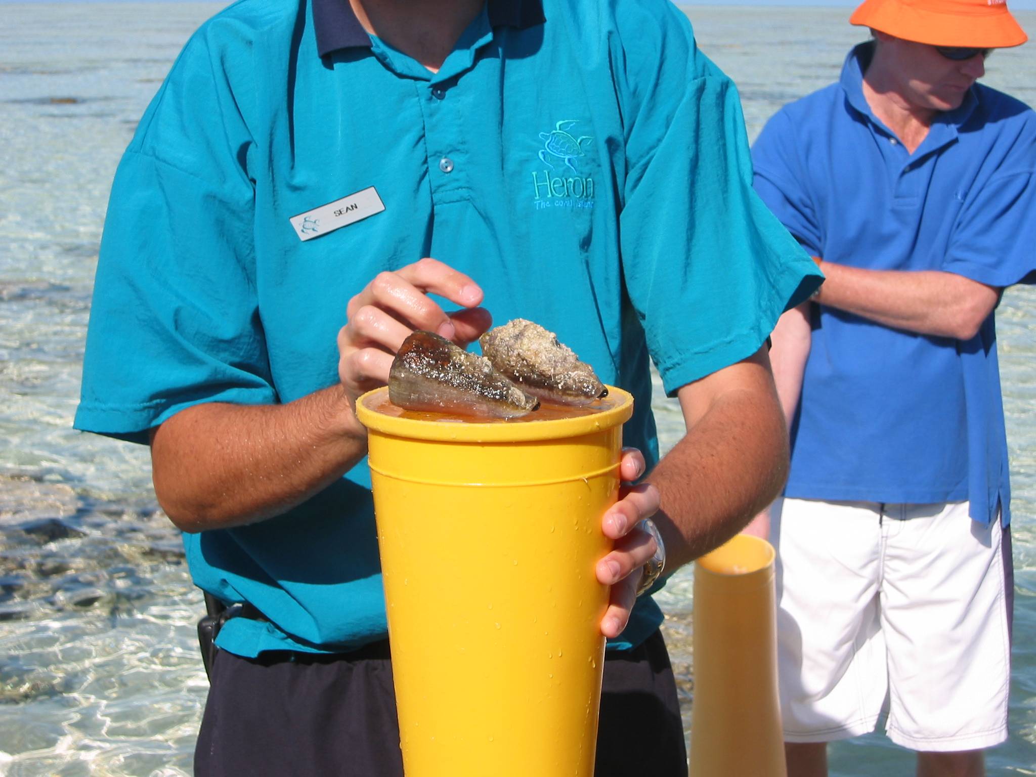 Cone shells on guided reef walk. OR, what not to pick up while in the ocean.