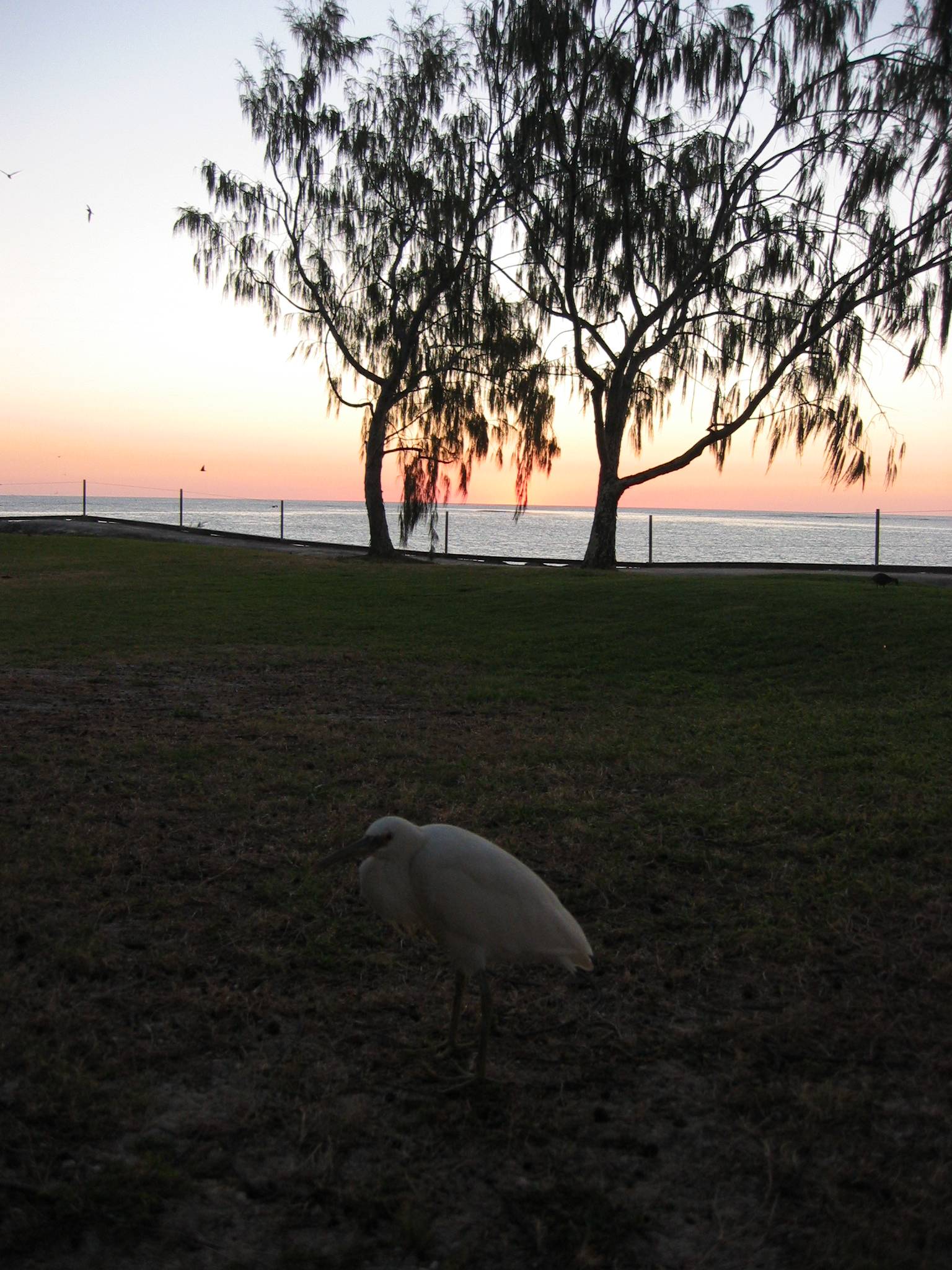 White morph reef egret, sunset.