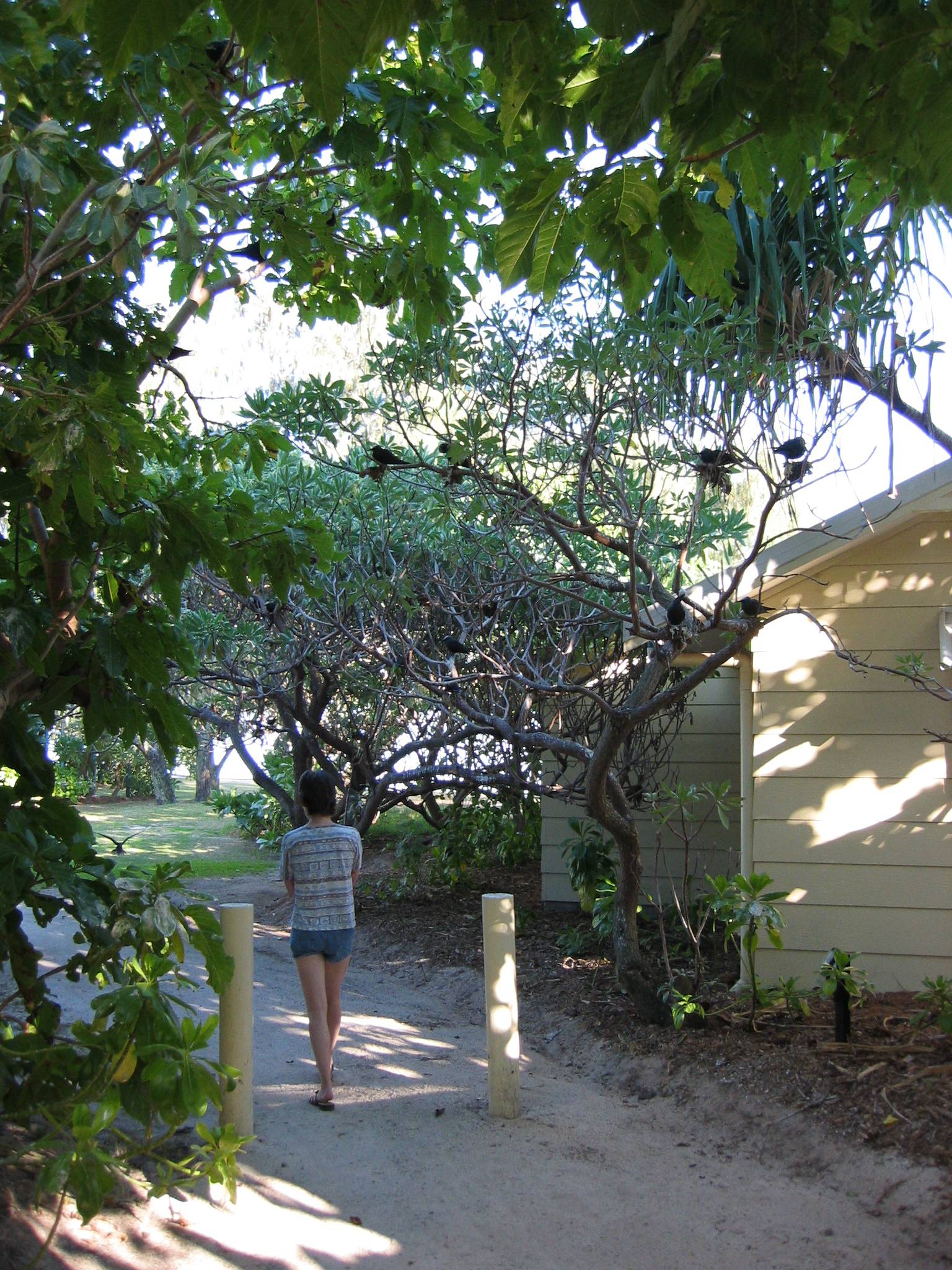 Cherrie walking through nesting noddy gauntlet.
