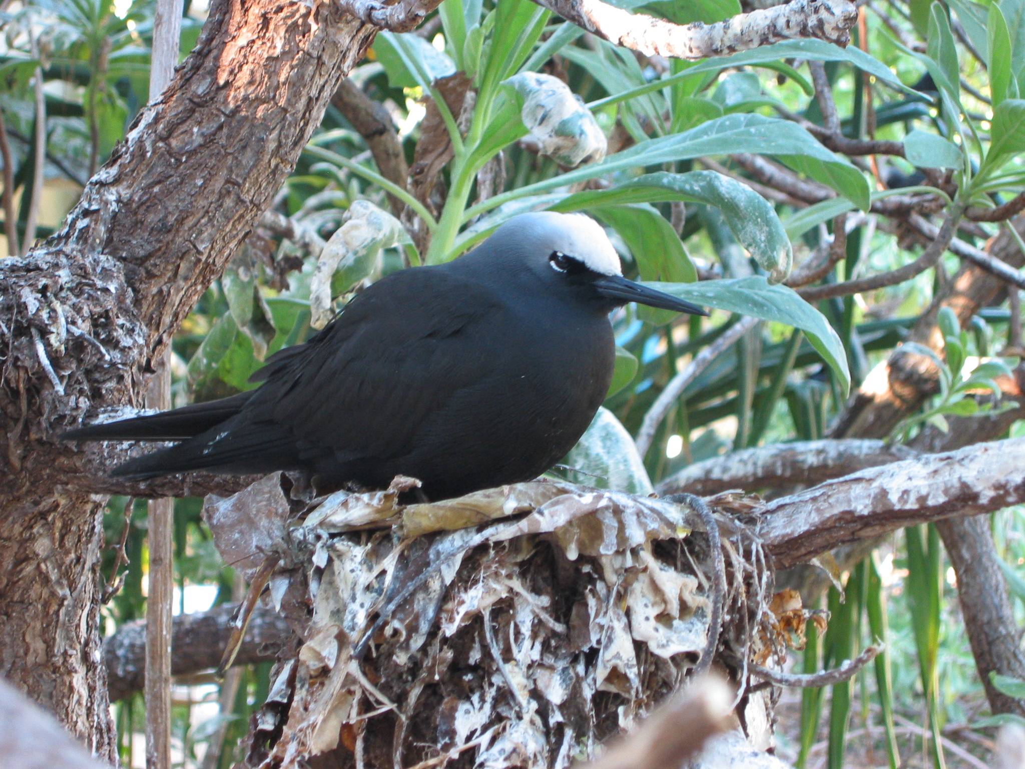 Nesting noddy.