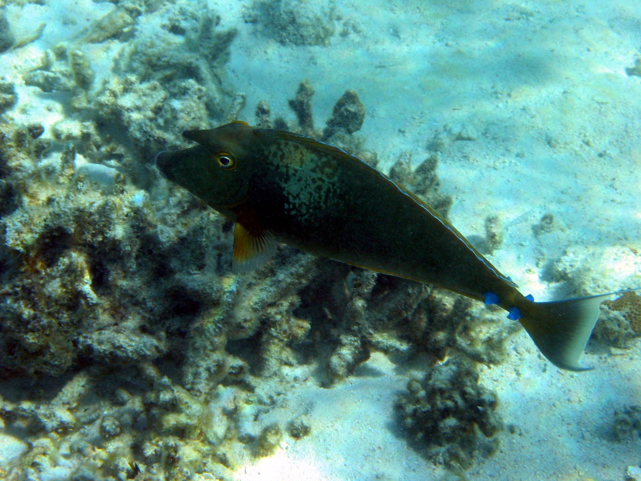 Note the bright blue horizontal tail fins.