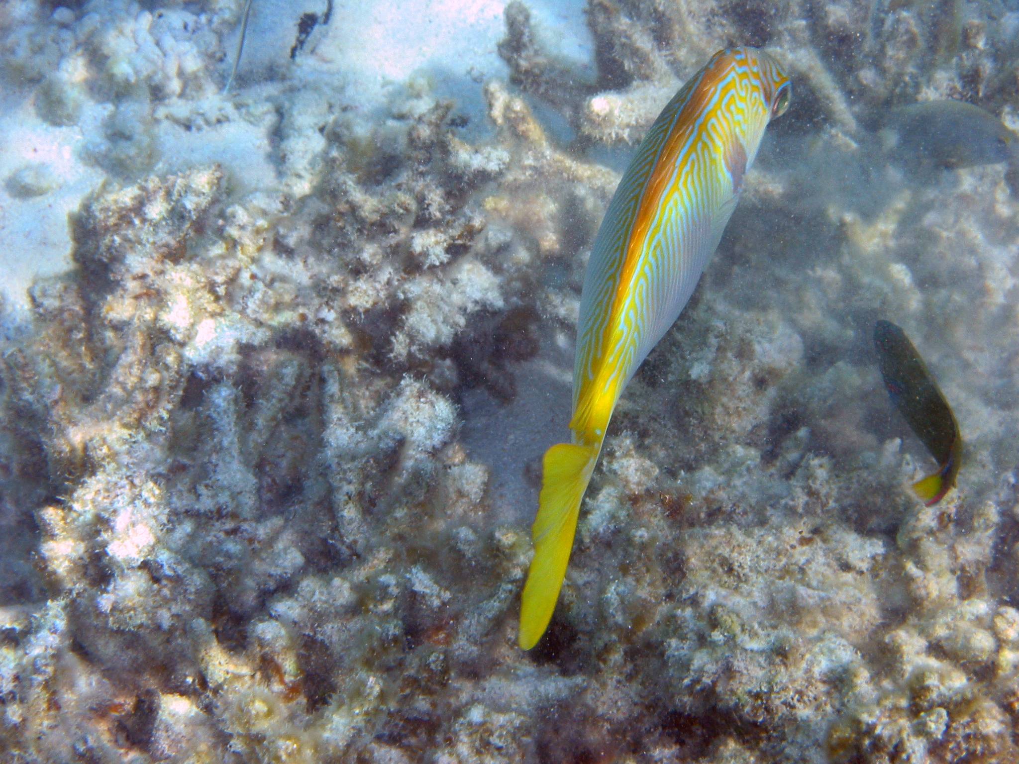 Fish, Heron Island.