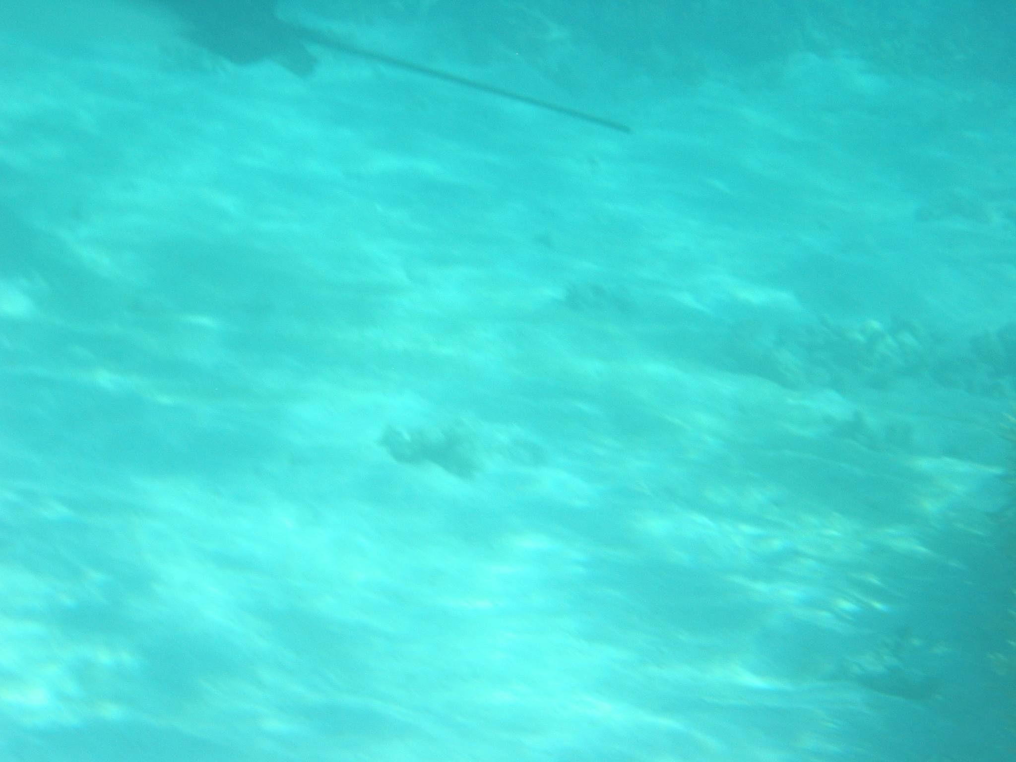 Three large rays swam around me, this is the only picture I could get!