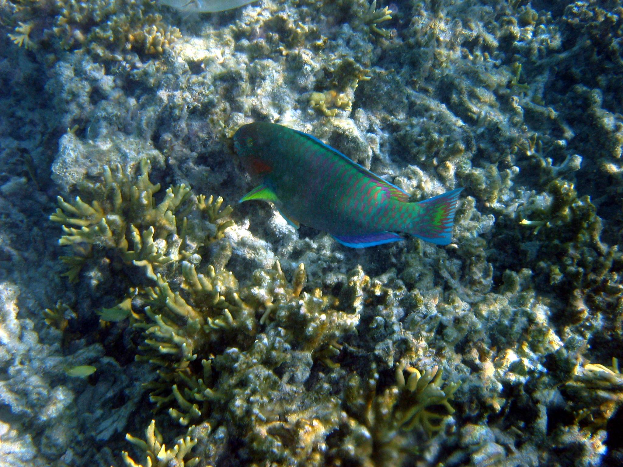 Parrot fish.