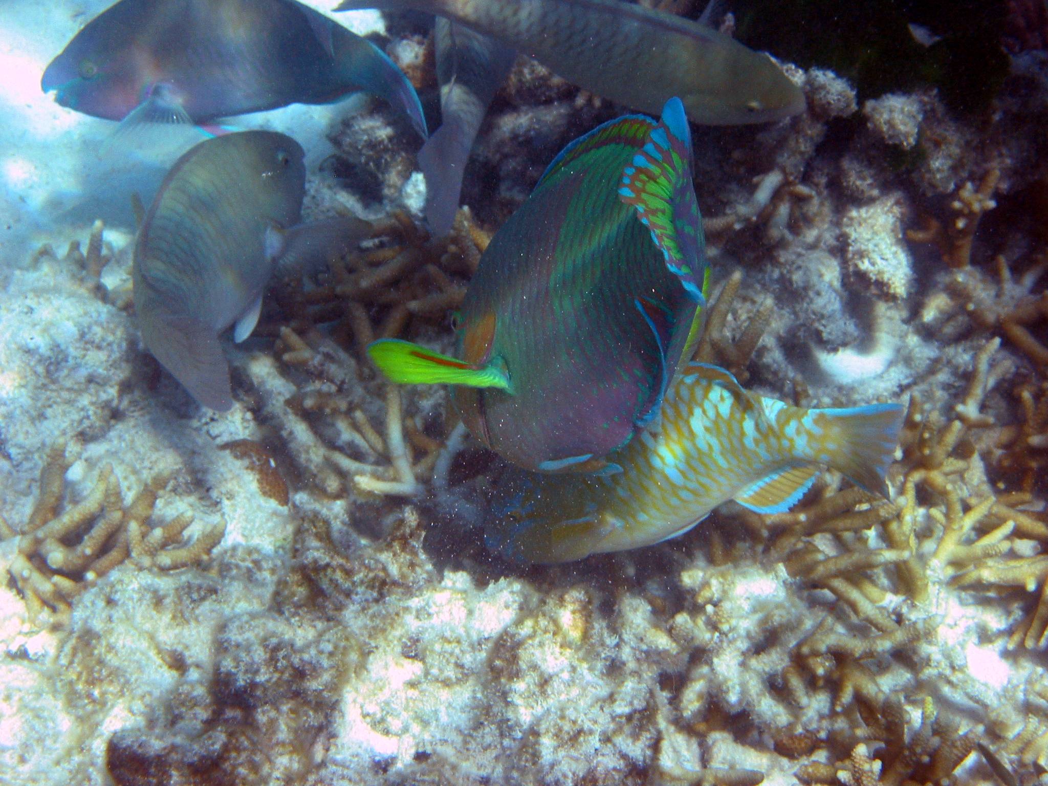 More parrot fish.