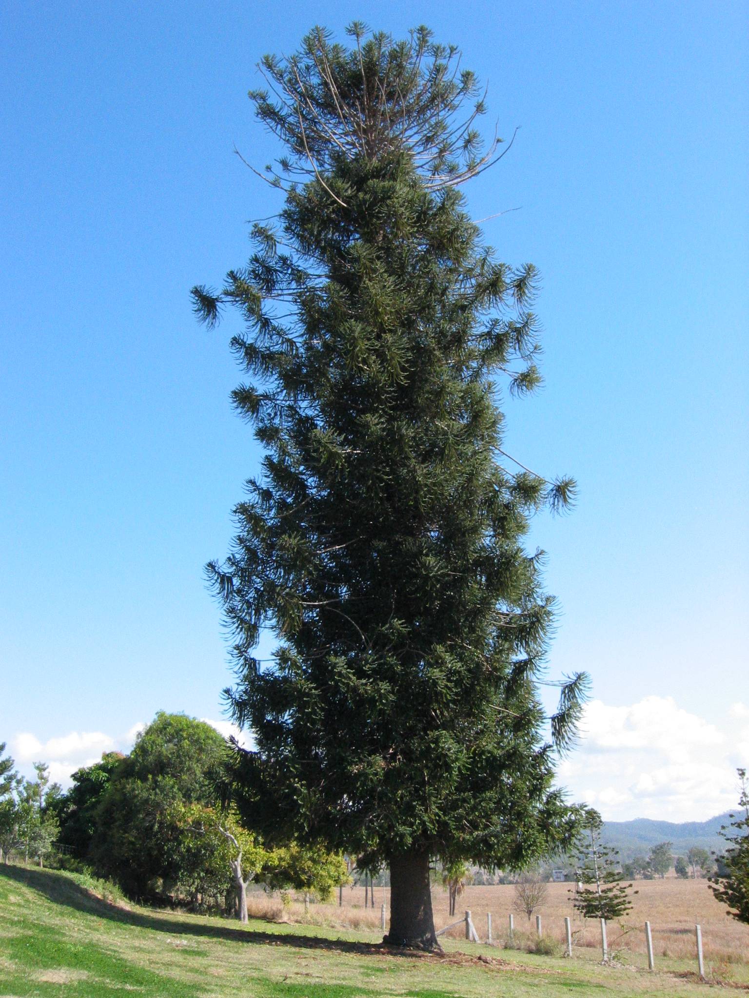 Hoop pine on the grounds. Cockatoos have stripped the top branches.