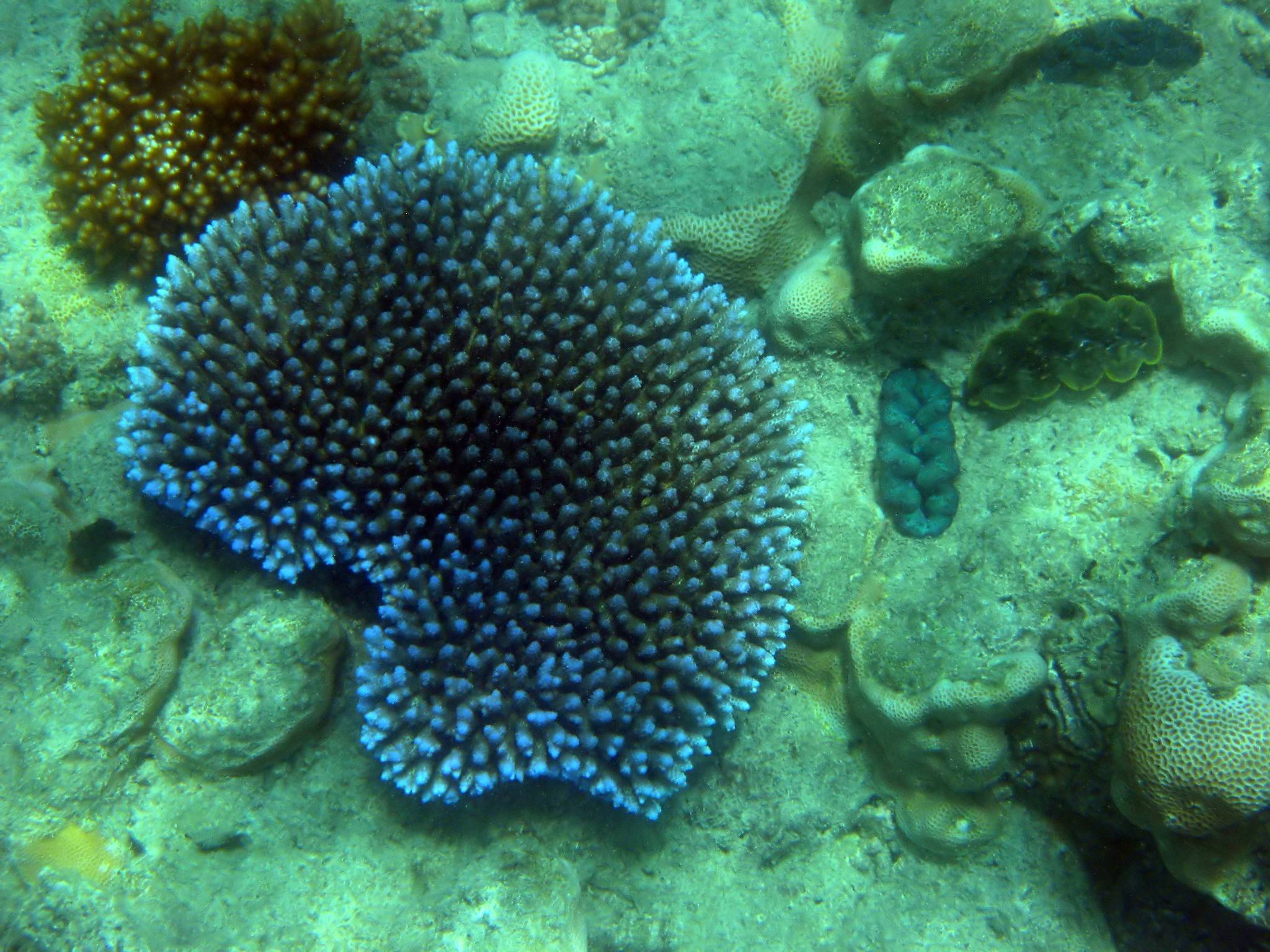 Coral, Whitsunday Islands.