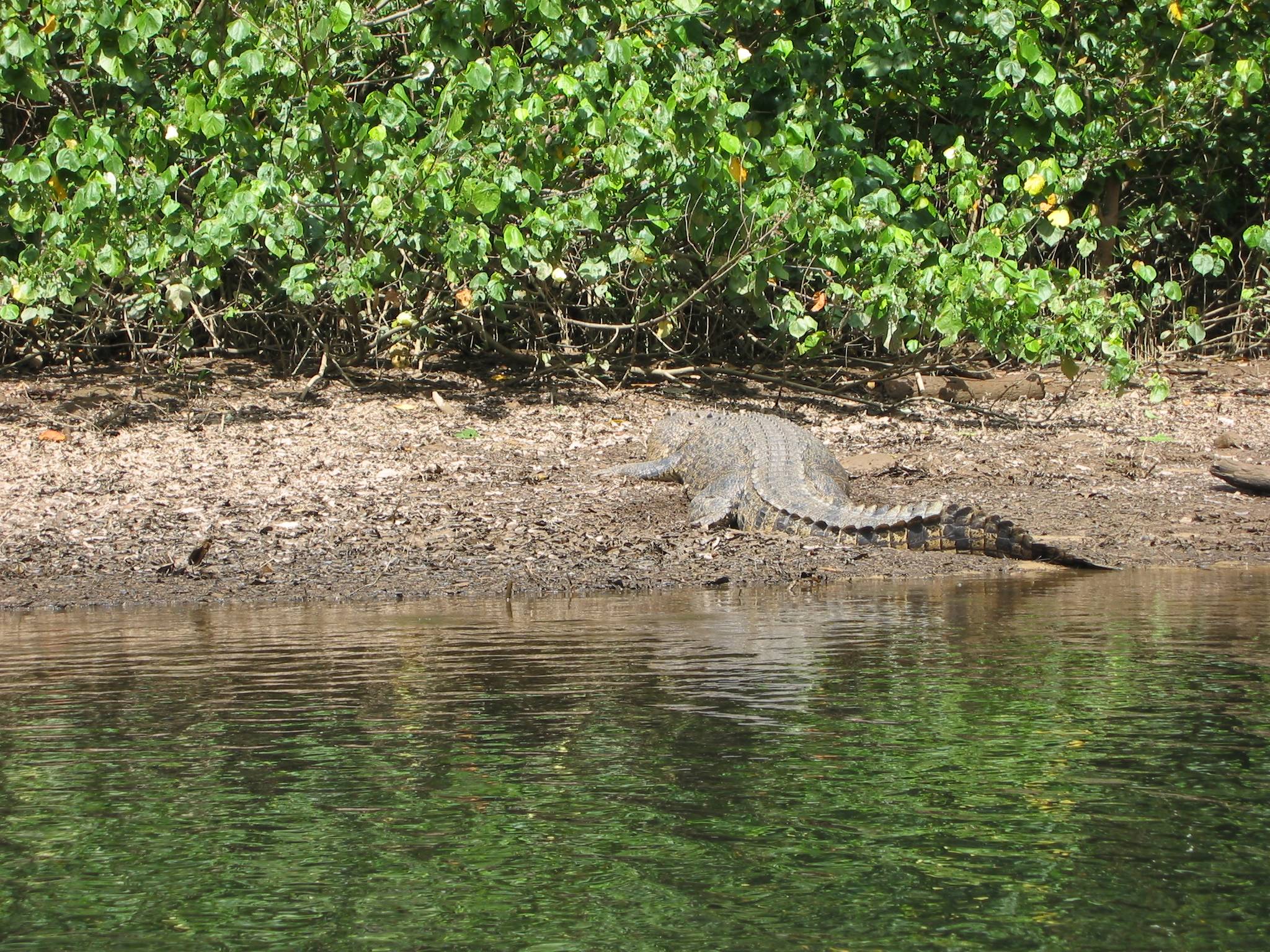Large male Crocodile basking, wild hibiscus growing along bank.