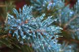 iced spruce