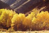 aspen trees in fall color