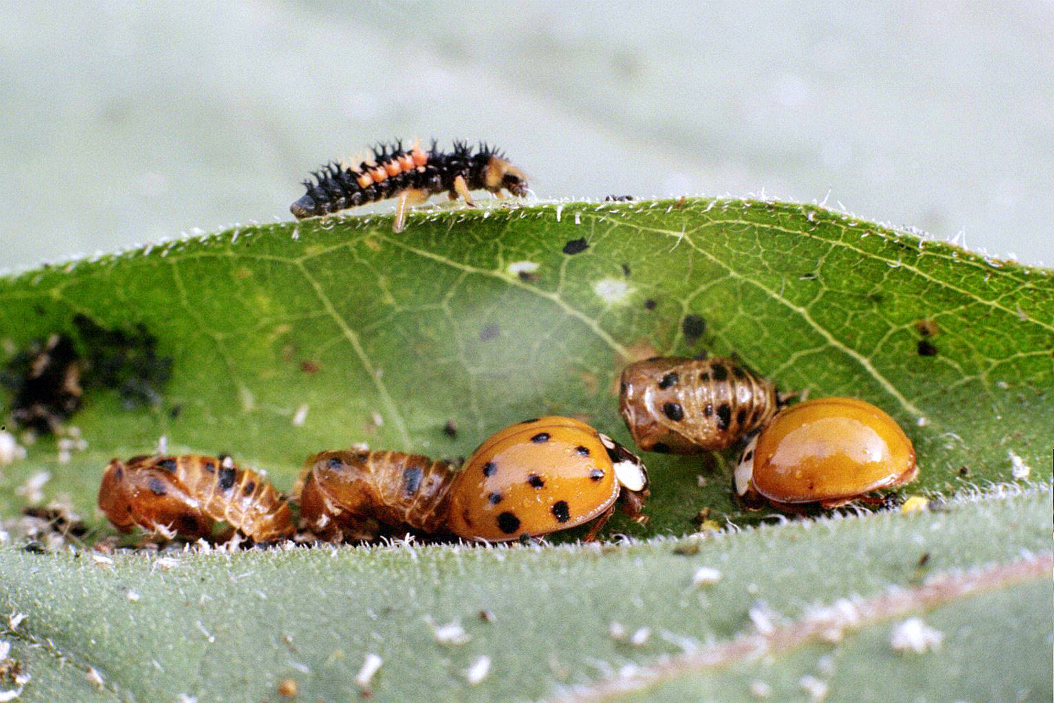 larva, pupa cases and adults