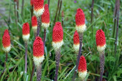 Red Hot Pokers