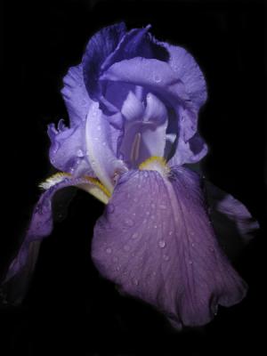 Iris by night