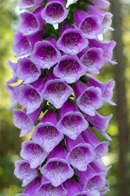 Foxglove -  Introduced - Not listed