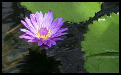 Water Lily with Friend