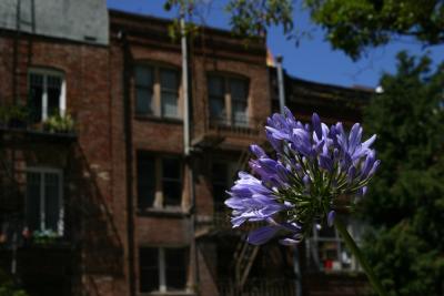 Back Alley Bloom