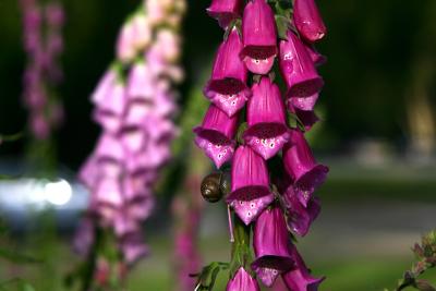 Foxglove and Friend